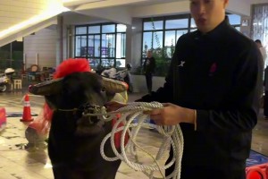 兄弟们，又又又拿冠军了！